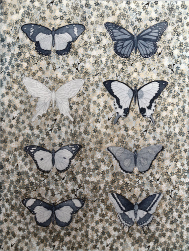 Lepidoptera, Grey
